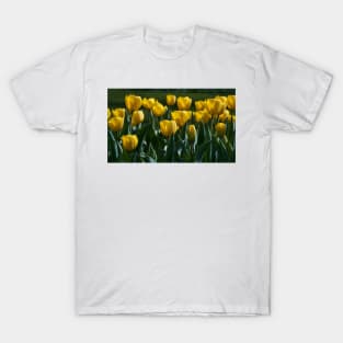 Various tulips in the park T-Shirt